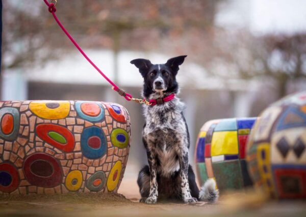 Přepínací vodítko + obojek Venchim Přepínací vodítko + obojek Venchim