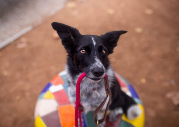 Krátké vodítko + obojek Venchim Krátké lanové vodítko s koženou ručkou
