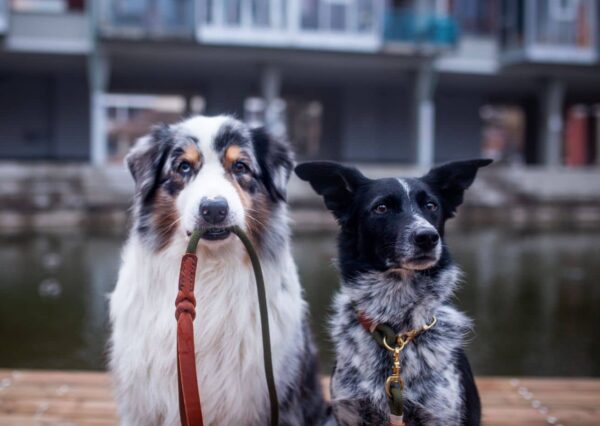 Krátké vodítko + obojek Venchim Krátké vodítko + obojek Venchim