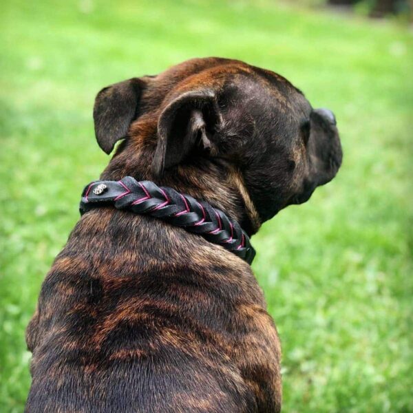 Kožený obojek proplétaný - Venchim na majitelce Kožený obojek proplétaný - Venchim na majitelce