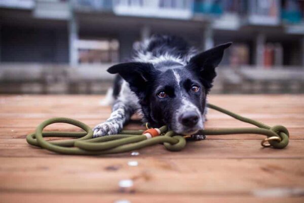 Přepínací olivové vodítko - venchim a borderka Přepínací olivové vodítko - venchim a borderka