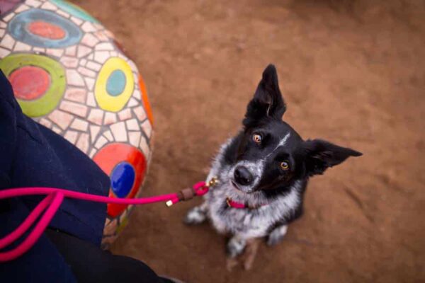 Přepínací vodítko s pejskem - venchim Přepínací vodítko s pejskem - venchim