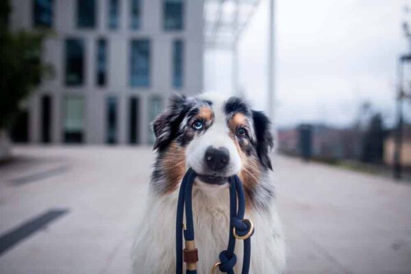Přepínací vodítko v puse - venchim Přepínací vodítko v puse - venchim