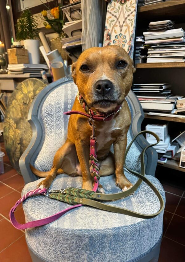 Workshop výroby obojků Workshop výroby obojků. Kožený set