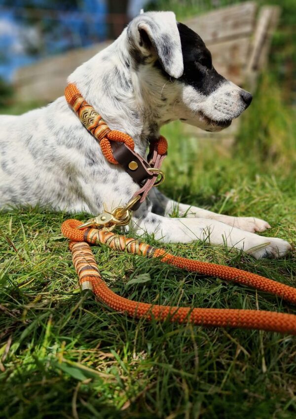 Lanový set pro psa Lanový obojek a přepínací vodítko v oranžové barvě z kolekce Jsem Hogofogo, model Foxy Fairytail
