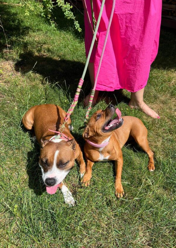 Set obojku a přepínacího vodítka Naši zákazníci. Model Watermelon