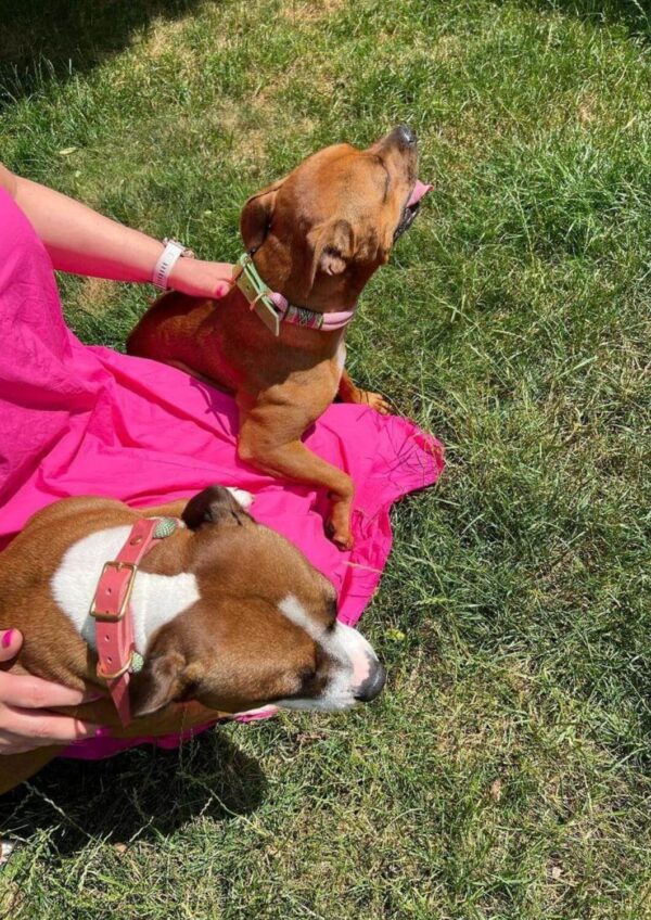 Obojek a vodítko pro psa Naši zákazníci. Lanové obojky model Watermelon, barva pastel pink a avocado