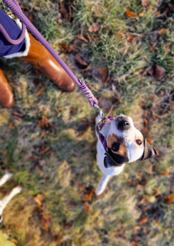 Set obojku a přepínacího vodítka Naši zákazníci. Kožený proplétaný obojek v barvách purple a olive s lanovým přepínacím vodítkem z kolekce Jsem Hogofogo, model Mauve Lagoon